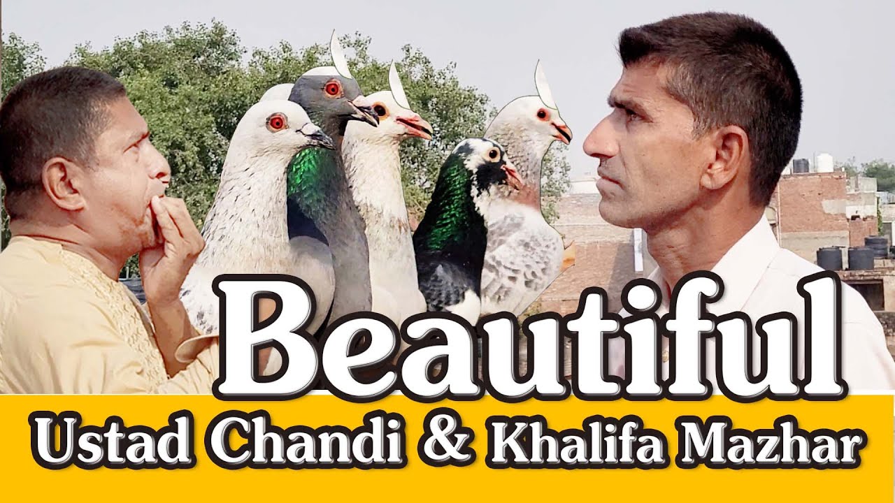 Ustad Chandi Ka Lajwab Shok, Ustad Zafar,  Purani Delhi Ki Kabutar Bazi #olddelhi #pigeon #kabutar