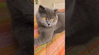 Sen🐈🐈 Başkasın 🐈