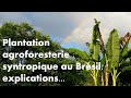 Plantation agroforesterie syntropique au Brésil, explications...