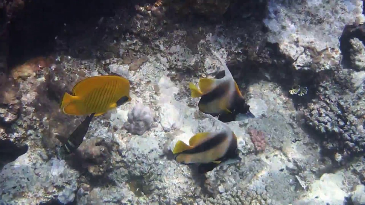 Chaetodon semilarvatus. heniochus intermedius. Рыба-бабочка-кабуба.DSCF9232