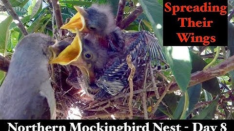 Backyard Bird Nest Day 8 - Northern Mockingbird 4K - Spreading their Wings!