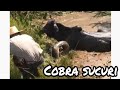 Vaqueiro, salvou o bezerro! (Cobra Sucuri) - Tradição 100%