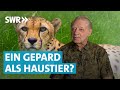 Tierquälerei oder artgerechte Haltung? Heilbronner Hotelier sucht Geparden als Haustier