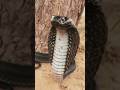 Bom Bom Kiss #kingcobra #snake #wildlife #hunting #animalattack #snakebite #shorts #animalshorts