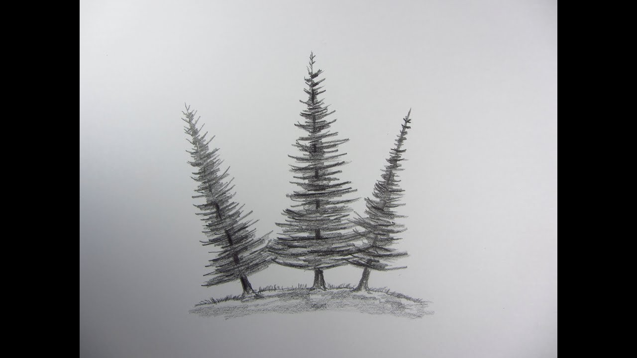 How to Draw a Pine Tree Step by Step  EasyLineDrawing