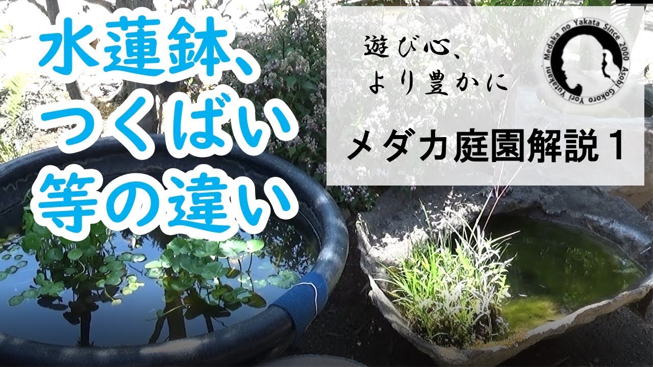 めだか庭園解説01】水蓮鉢とつくばい等水槽の違い 2020年 - YouTube