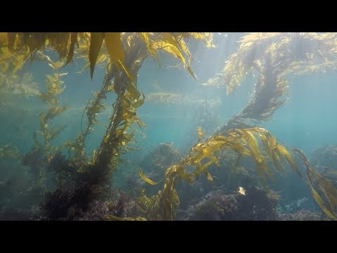 playa mujeres Kelp Forest Freediving Baja