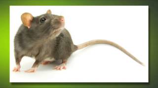 Shamrock Pest Control - Spring Hill, FL