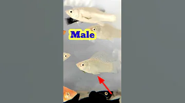 molly fish male female &pregnancy identification# molly#fish#aquarium
