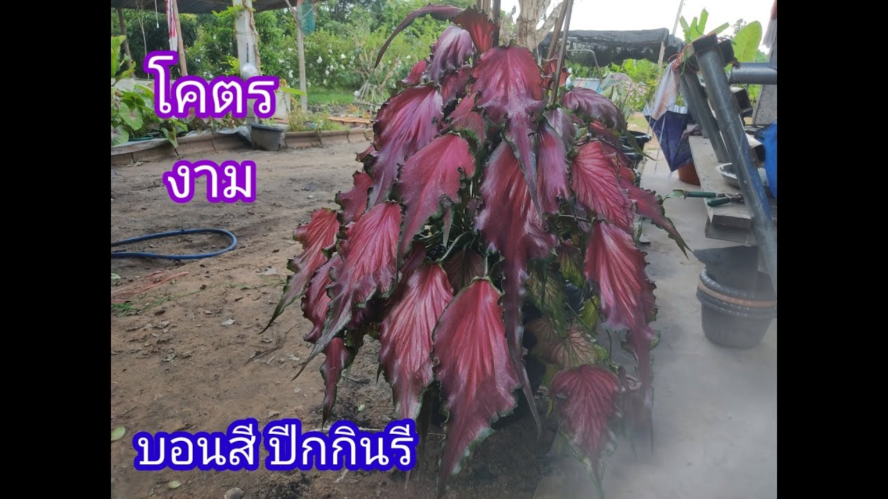 บอนสีปีกกินรีฟรอมกอโตเต็มที่ ใหญ่อลังการ