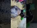2026 ki cow