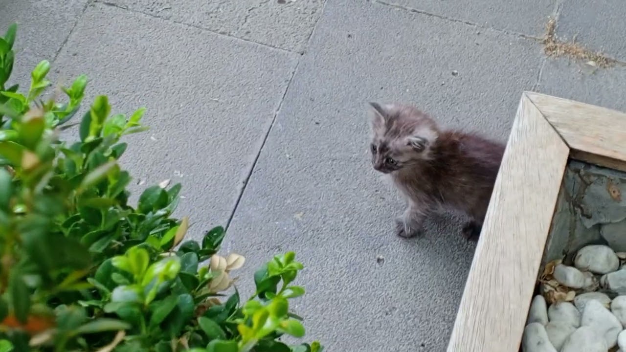 A Happy Day in the Garden with Mama Cat and Her Baby