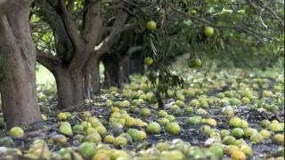 Helping the Florida citrus industry recovery after Irma