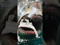 サメの怖い画像