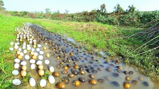 WOW WOW unigue ! Collect a lot of duck eggs and snails in the grassland