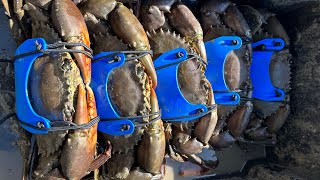 ALL MY TIPS, TRICKS & SECRETS HOW TO CATCH BULK MUDDIES | SOLO HUNTING with the NEW KRABKING CUFFS