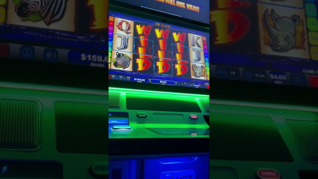 WILD LIFE BONUS 3 LION WILDS SLIGHT WIN 