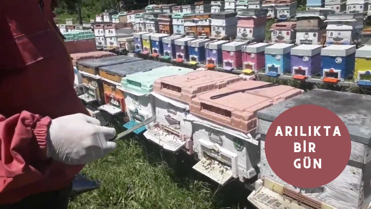 Arılıkta Bir Günde Neler Yapıyorum ?