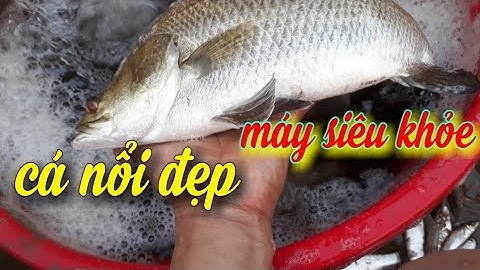 Kích cá nước mặn, cá tráp ,vược (chẽm) hút vợt nổi quá đẹp lh 0989897780