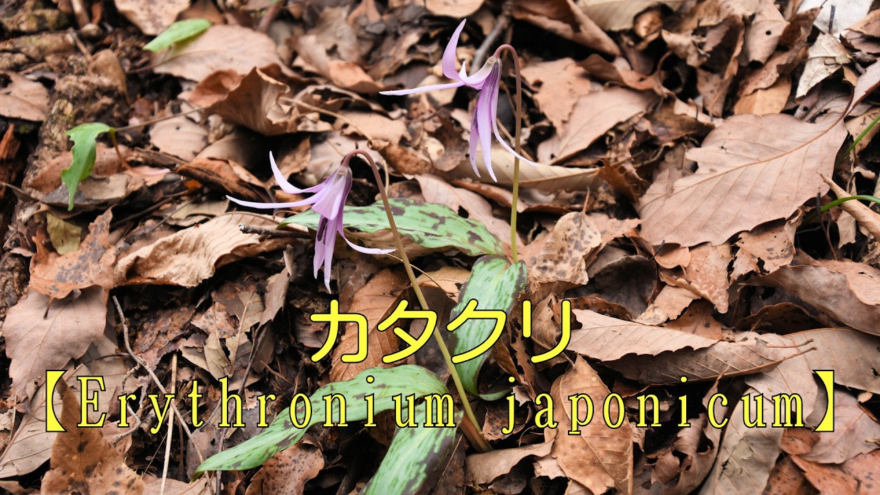 山野草　斑入り　カタクリ 山野草】 春編＃178 カタクリ（片栗） - YouTube