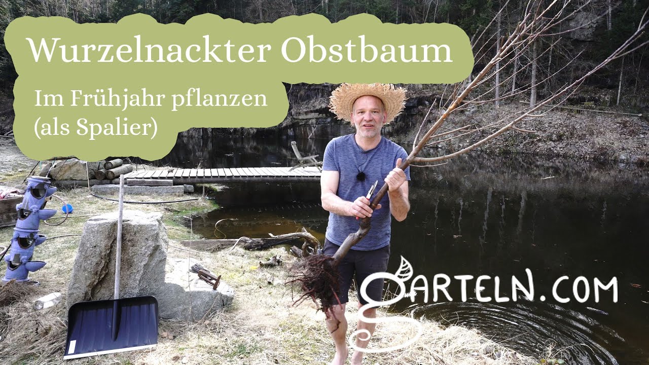 Wurzelnackten Obstbaum (Pfirsich) im Frühjahr pflanzen YouTube
