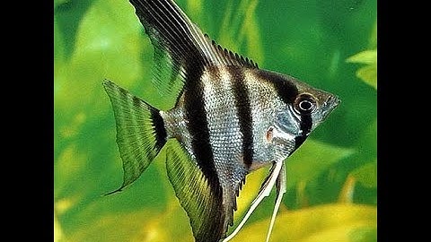 $10 - Đôi điều về loài cá Thần Tiên - Angelfish
