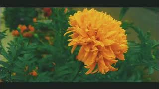 TEMBANG BALI LAWAS || NGURAH ADI || 