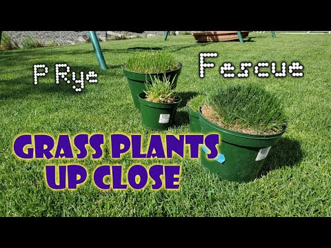 Video: Cool Season Grass Identifiers - Unterschied zwischen Warm- und Cool Season Gräsern