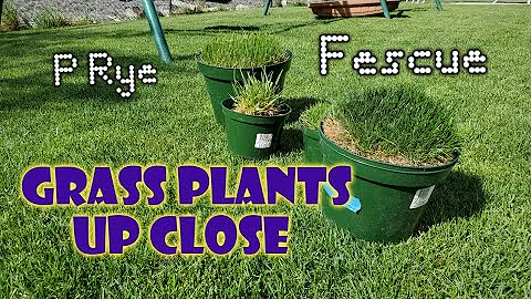What kind of seed do you use for ryegrass?