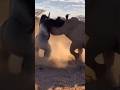This Gorilla vs Rhino Fight Was Pure Chaos…#animals #shorts #gorilla