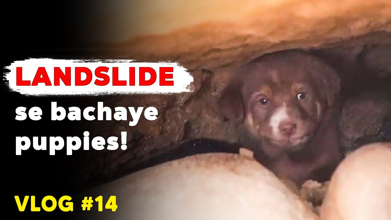 Rescuing a bull from swamp, a food-bomb victim & puppies from a landslide | Vlog 14