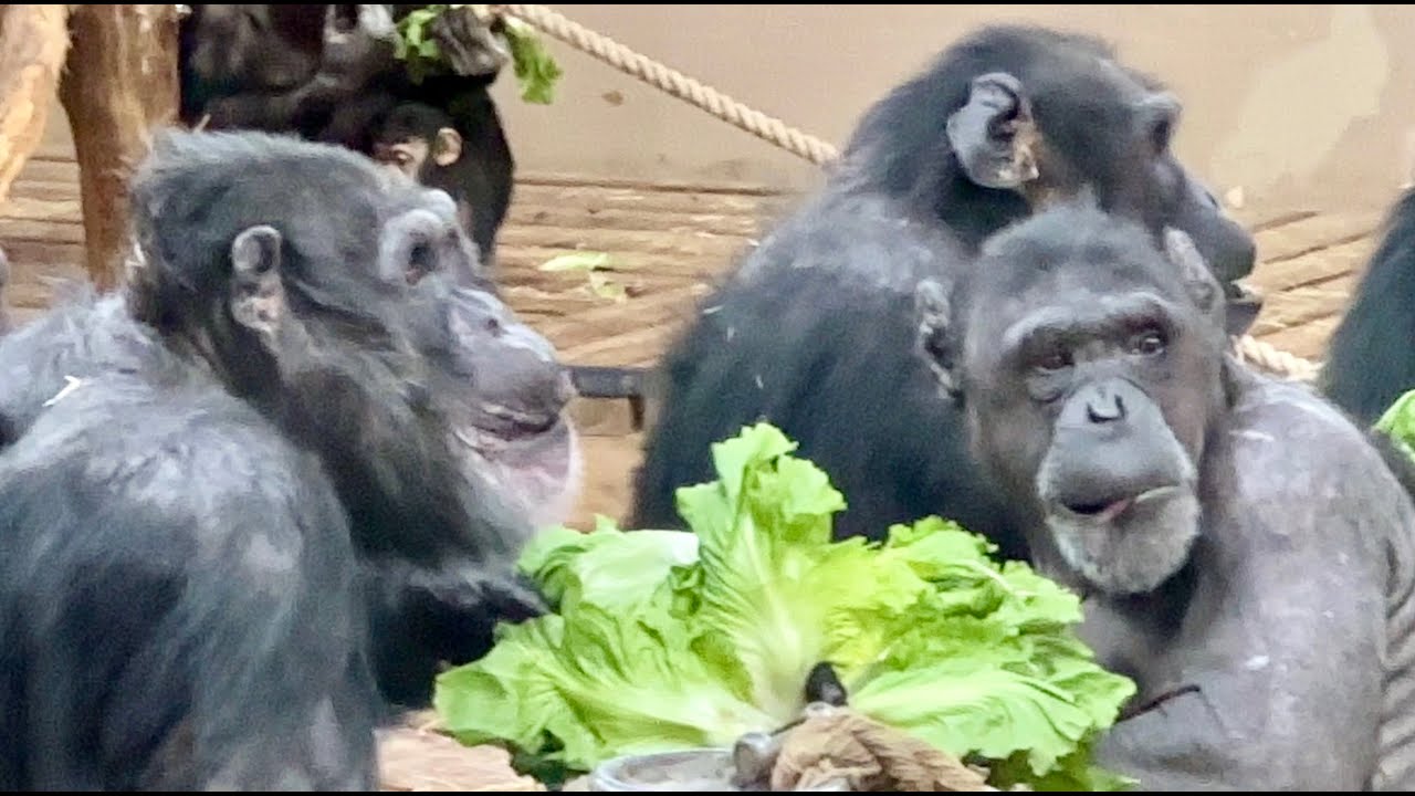 Baby Chimps and their Mother are enjoying eating endives 🥬 🥰  PART 2