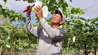 Beans 葉家福  is live! Harvesting Loofah Gourd Wednesday blessings !!! thanks always !?
