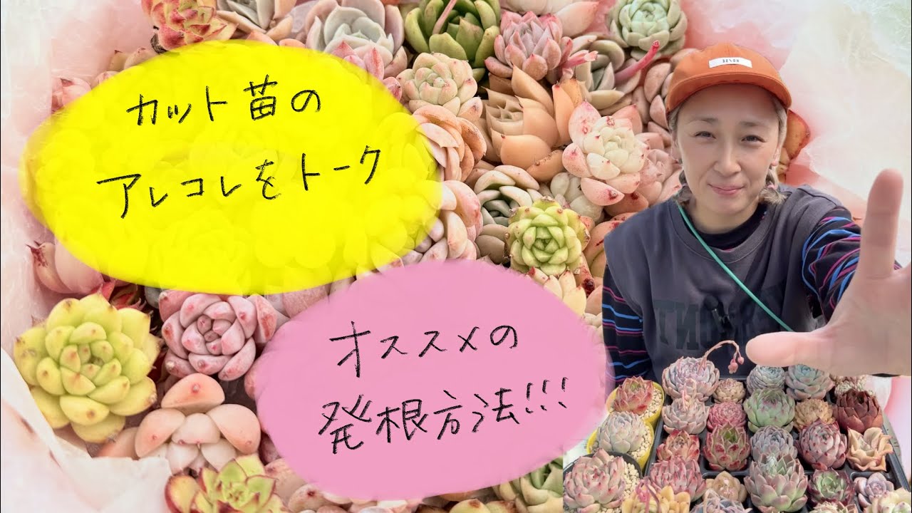 抜き苗全て　ペンテリー How to plant cuttings ♡ How to encourage rooting ♡ etc