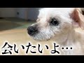 【亡き父を探す愛犬】父が天国に旅立って1ヶ月…不思議な事が起きました