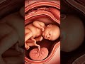 Fetal Development An Inside Look At A Baby In The Womb Shorts Miracleinmotion Baby 