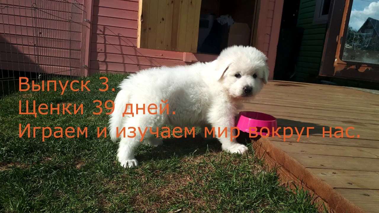 Выпуск 3. Будни Питомника Польская подгалянская овчарка ZuzzuStyle.