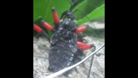 Assassin Bug Hunts A "true Bug" **DeathMatch**