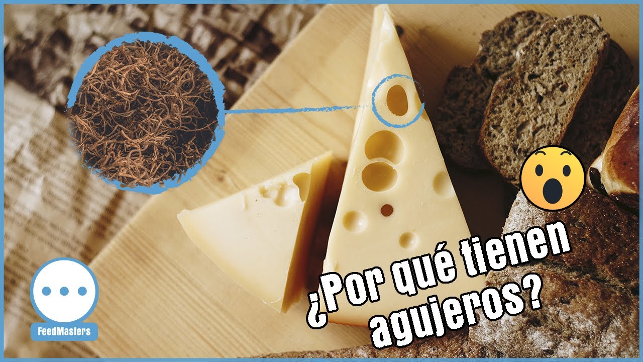 ¿POR QUÉ LOS QUESOS TIENEN AGUJEROS? YouTube ¿POR QUÉ LOS QUESOS TIENEN AGUJEROS? YouTube