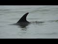 Dolphins Rescued at Broch Beach