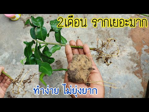 Ready go to ... https://youtu.be/-QsNwFGp7jE [ à¸à¸³à¸¡à¸°à¸à¸£à¸¹à¸à¸à¹à¸§à¸¢à¸¢à¸­à¸ à¸à¸³à¸à¹à¸²à¸¢ à¸à¸´à¸à¸£à¸²à¸à¹à¸¢à¸­à¸°à¹à¸à¹à¹à¸§à¸¥à¸²à¹à¸¡à¹à¸à¸²à¸]