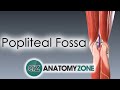 Popliteal Fossa