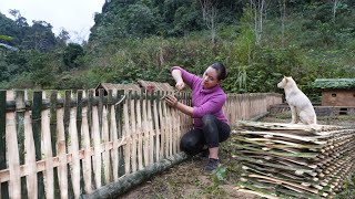Building Bamboo fence 2022, farm life  Ep.113 | ltc