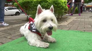Hoy se celebra el Día Mundial del Perro - Telemedellín
