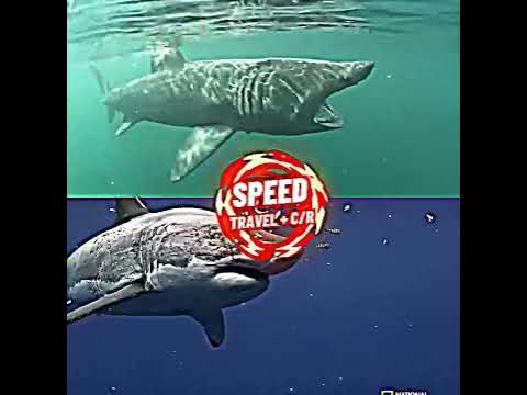 Great White Shark vs Basking Shark - YouTube