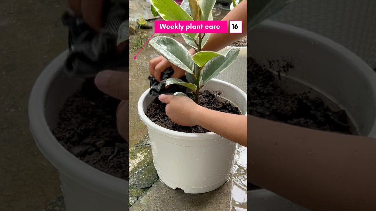 Indoor plant cleaning tips |healthy 