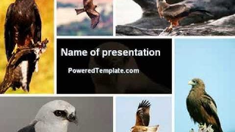 Bird Of Prey PowerPoint Template by PoweredTemplate.com