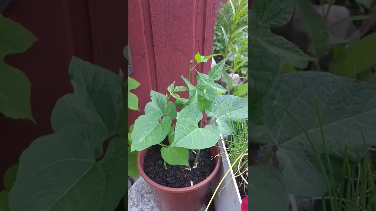 June 30, 2022 Red kidney beans & grape vines on growing 