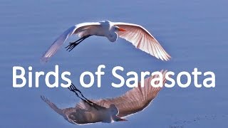 Birds of Sarasota