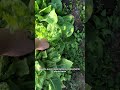 Come capire quando la tua insalata monta a fiore #orto #shorts #mattthefarmer
